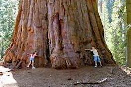 Photo of two children hugging the base of a very large redwood tree